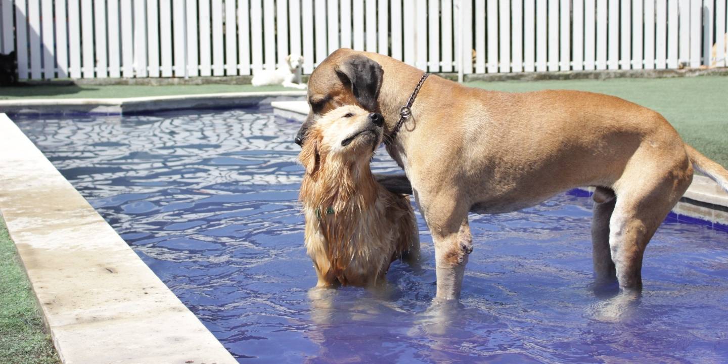 Dog Daycare at The Dog Club Bali