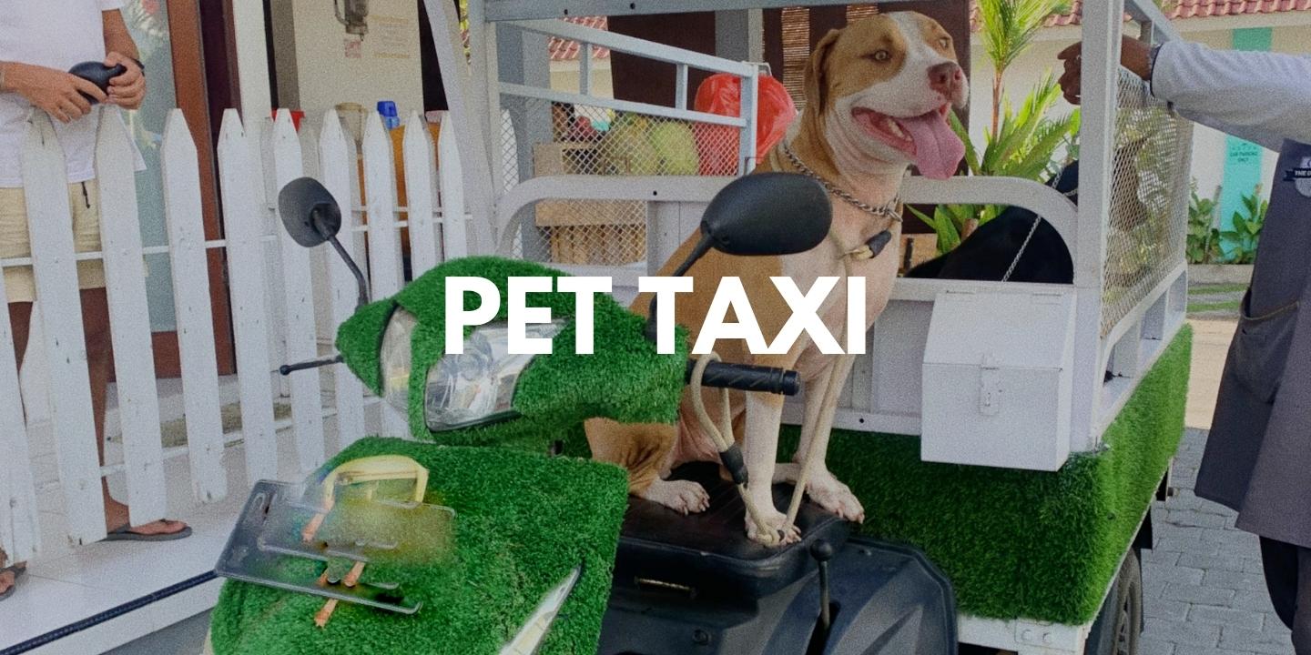 can you take dogs in taxis