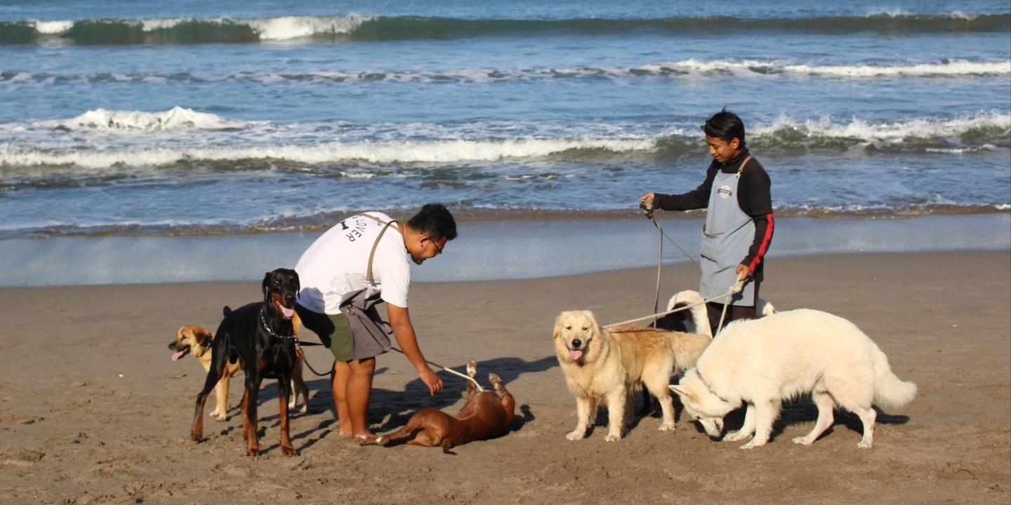 How Many Walks A Day For A Dog