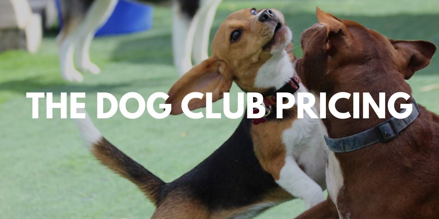 The Dog Club Bali Pricing